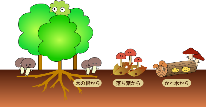 イラスト：木の根から生えるきのこ。落ち葉から生えるきのこ。枯れ木から生えるきのこ。
