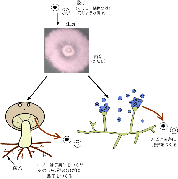 図：キノコとカビのちがい。キノコは子実体をつくり、傘の裏側のひだに奉仕を作る。カビ：カビは菌糸に胞子をつくる。