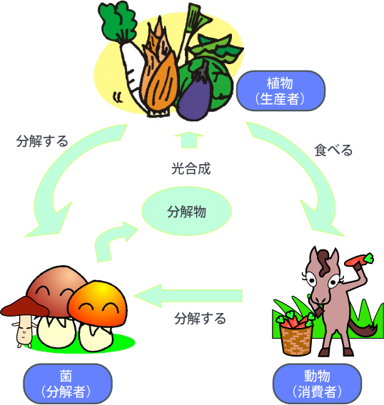 イラスト：菌類が植物や動物を分解して循環するイメージ図