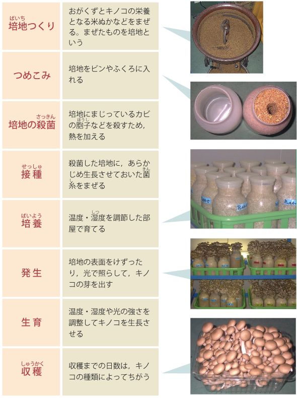 図：菌床栽培（木粉栽培）の方法