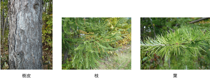 左：樹皮中央：枝右：葉