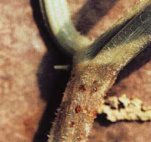茎部の油浸状病斑とヤニ状粘着物