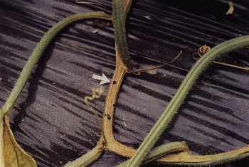 茎に現れた褐色条斑
