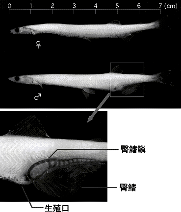 シラウオの尻鰭鱗の写真