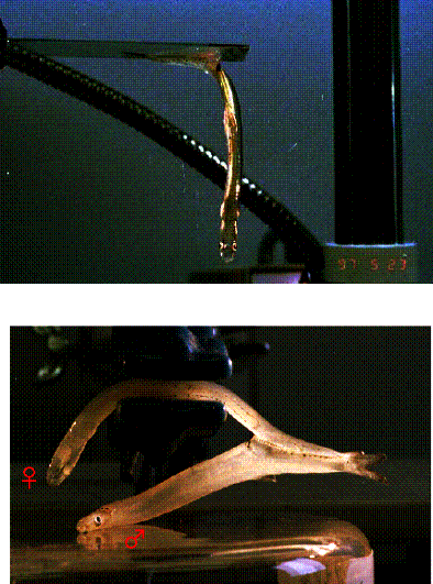 シラウオの鱗が吸着する写真