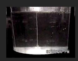 シラウオを飼育した水槽の写真