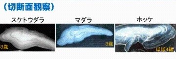 切断面を観察したスケトウダラ，マダラ，ホッケの耳石の写真