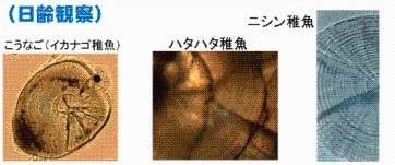 こうなご(イカナゴ稚魚)，ハタハタ稚魚，ニシン稚魚の耳石の日輪の写真