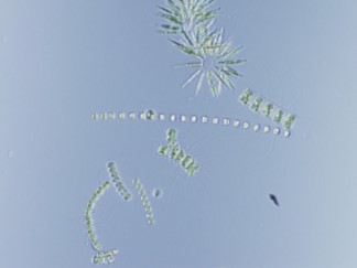 微細藻類写真