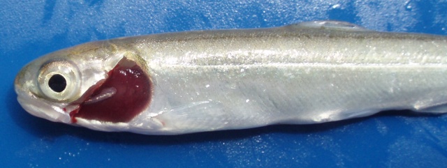 正常な鰓のサケの稚魚です