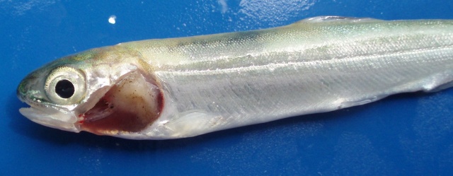 鰓病にかかり　鰓が白くなったサケの稚魚の写真です