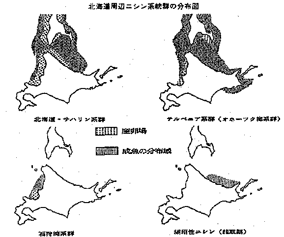 北海道周辺のニシンの系統群分布図