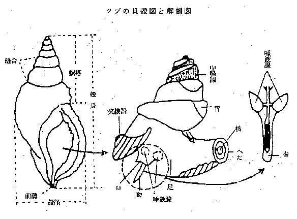 ツブの貝殻図と解剖図