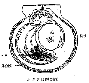 ホタテ貝解剖図