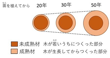イラスト：木が大きくなると増えてくる外側の成熟材のイメージ