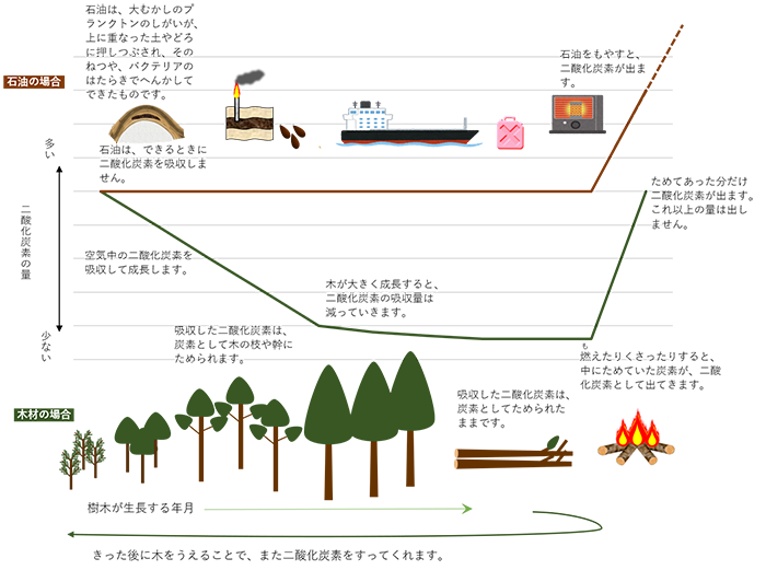イラスト：イメージグラフ（樹木は生長するときに二酸化炭素を吸収し、体に貯めて大きくなります。燃えたり腐ったりすると二酸化炭素を出しますが、今まで貯めてきた量以上は出しません。）