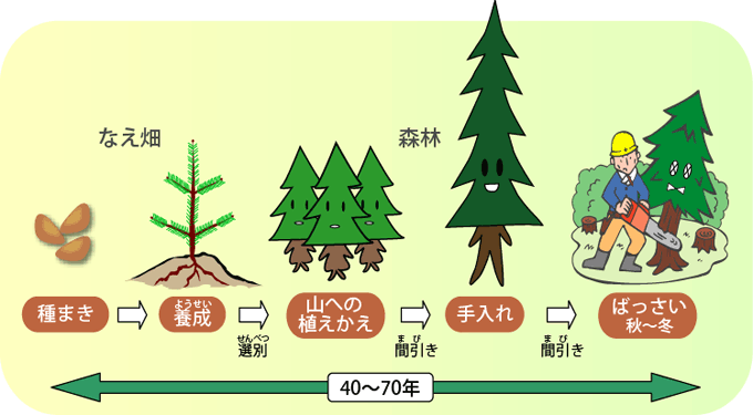 人工林の一生のイメージ図