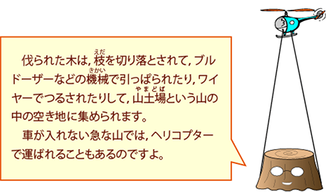 切られた木は，枝を切り落とされて，ブルドーザーなどの機械で引っぱられたり，ワイヤーでつるされたりして，山土場という山の中の空き地に集められます。車が入れない急な山では，ヘリコプターで運ばれることもあるのですよ。