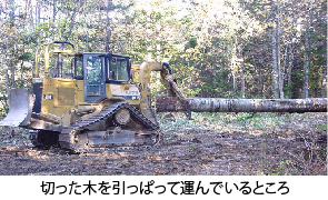 写真：切った木をブルドーザーで引っぱって運んでいるところ