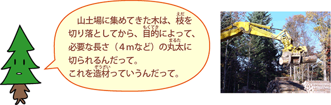 山土場に集めてきた木は，えだを切り落としてから，目的によって，必要な長さ（4mなど）の丸太に切られるんだって。これを造材っていうんだって。