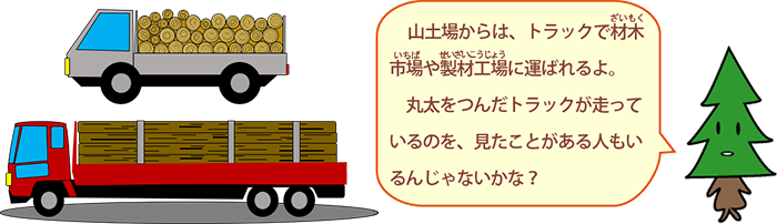 山土場からは，トラックで材木市場やせい材工場に運ばれるよ。