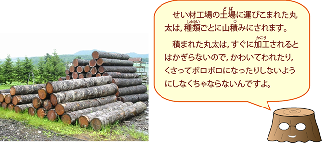 製材工場の土場に運びこまれた丸太は、種類ごとに山積みにされます。積まれた丸太は、すぐに加工されるとはかぎらないので、乾いて割れたり，くさってボロボロになったりしないようにしなくちゃならないんですよ。