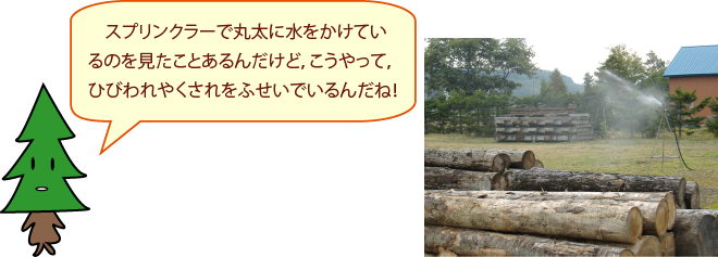 スプリンクラーで丸太に水をかけているのを見たことあるんだけど、こうやって、ひび割れやくされをふせいでいるんだね！