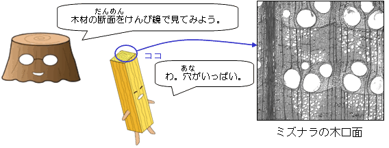 ミズナラの木口面の写真「木材のだんめんをけんび鏡で見てみよう。」「わ。あながいっぱい。」