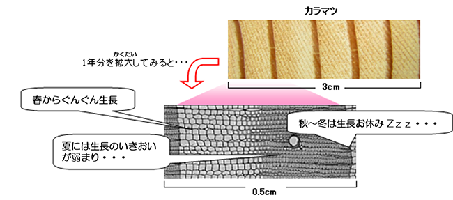 カラマツの年輪の一年分を拡大して見てみると・・「春から夏にかけてぐんぐん成長」「夏には成長の勢いが弱まり・・」「秋～冬はお休み・・」