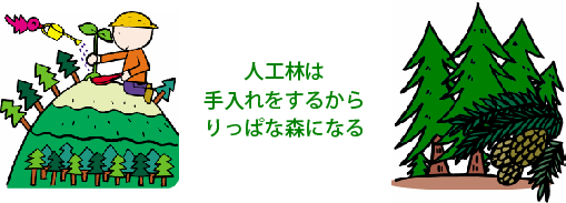 人工林は、手入れをするから、りっぱな森になる