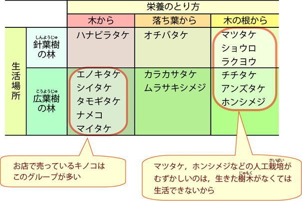 表：代表的な食用きのこの種類