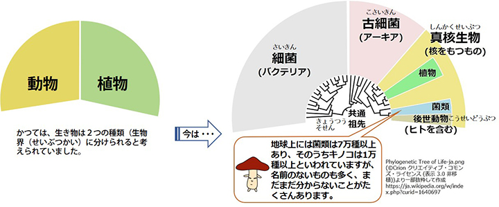 図：生物界の考え方（地球上に菌類は7万種類以上あり、そのうちキノコは1万種類以上と言われていますが、名前のないものも多く、まだまだ分からないことがたくさんあります。