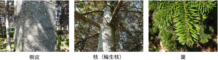 左：樹皮中央：枝（林生枝）右：葉
