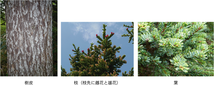 左：樹皮中央：枝（枝先に雌花と雄花）右：葉