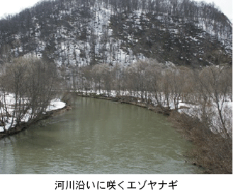 河川沿いに咲くエゾヤナギ