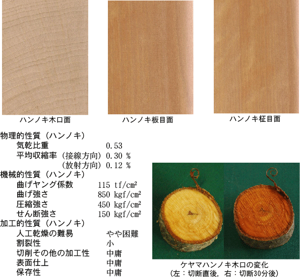 ハンノキ木口面，板目面，柾目面，物理的性質，機械的性質，加工的性質，ケヤマハンノキ木口の変化