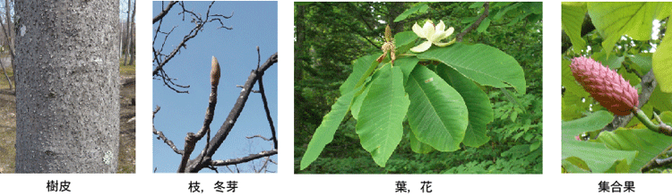 樹皮，枝，冬芽，葉，花，集合果