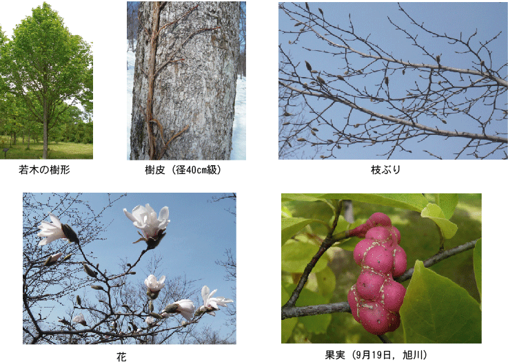 若木の樹形，樹皮，枝ぶり，花，果実