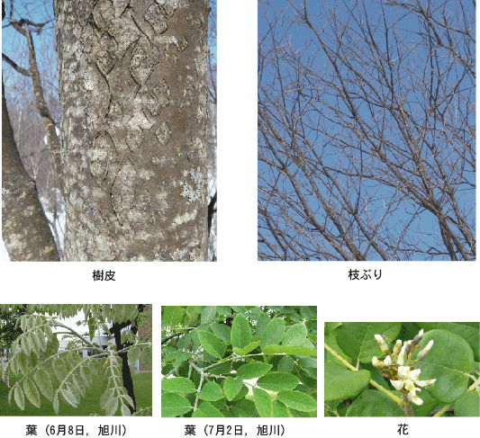 樹皮，枝ぶり，葉，花