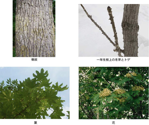 樹皮、一年生枝上の冬芽とトゲ、葉、花