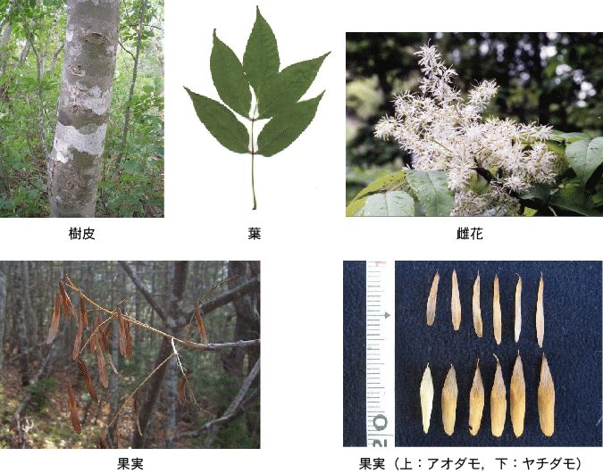 樹皮、葉、雌花、果実