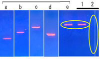 PCR法による腐朽菌の同定写真