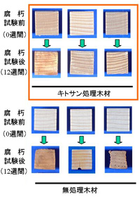 キトサン処理木材の腐朽試験