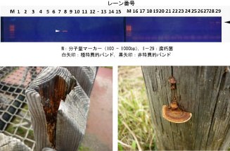 設計したプライマーの種特異性の確認