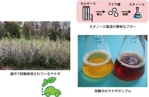 ヤナギの写真や発酵中の様子の写真