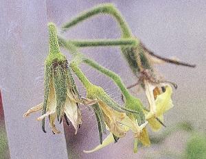 リン欠乏の花器