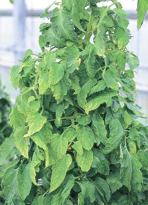 果実肥大期の縁枯れ症状