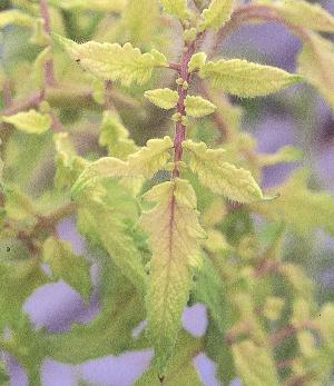 上位葉の黄白色症状