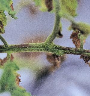 茎、葉柄毛茸基部の黒褐色斑点