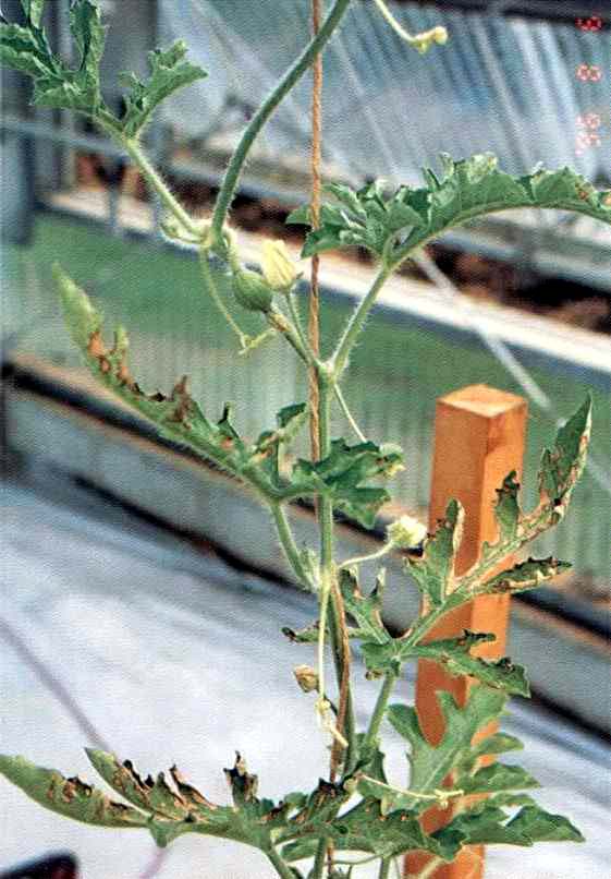 葉縁部の巻上がり症状と褐色斑点